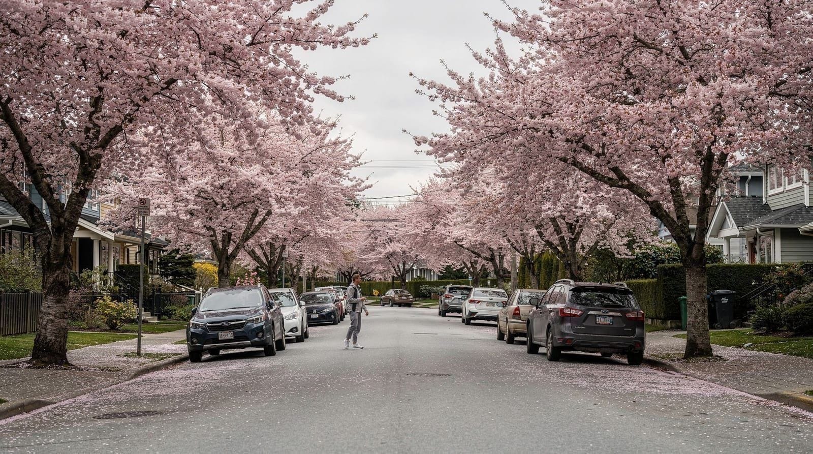When the cherry blossoms bloom in Vancouver in 2026 — Vancouver's cherry blossoms peak April 5-15, with the festival running March 27-
