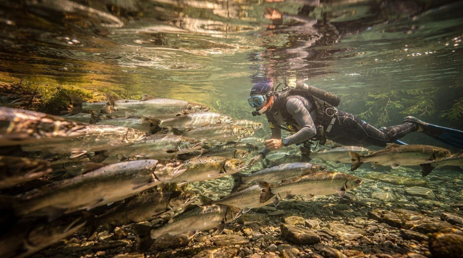 Snorkeling com salmão na Colúmbia Britânica — Onde acontece genuinamente o snorkeling com salmão na BC, quando ocorre, e a alt